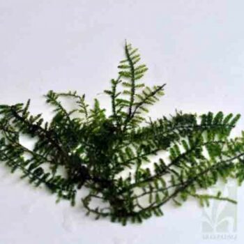 Vesicularia Moutageni - Christmas Moss
