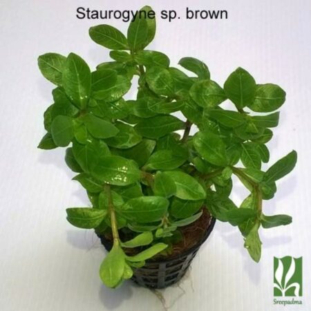 Staurogyne sp brown