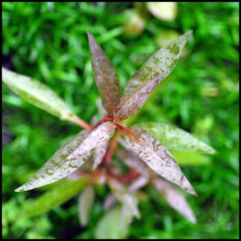 Alternanthera reineckii “Lilacina”