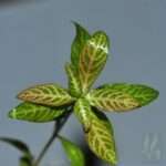 Hygrophila polysperma “Rosanervig”