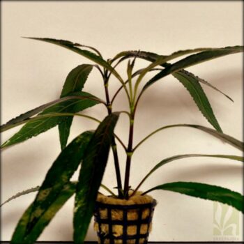 Hygrophilla angustifolia