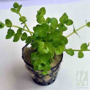 Lindernia rotuundifolia -Green