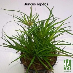 Juncus Repens