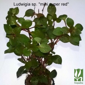 Ludwigia sp. "mini super red"