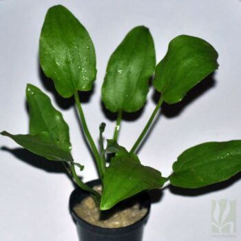 Echinodorus cordifolius Marble Queen - green