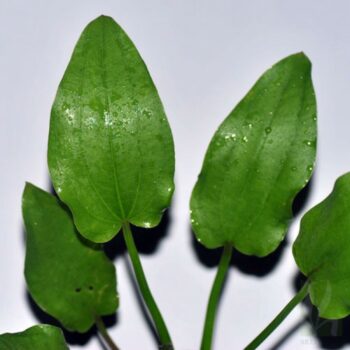 Echinodorus cordifolius Marble Queen - green