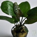 Echinodorus ‘ozelot’ -Small
