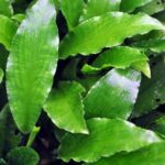 Lagenandra toxicaria -green