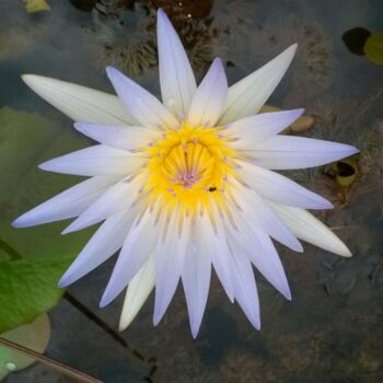 Nymphaea sp. Night Blooming ( White - Big)