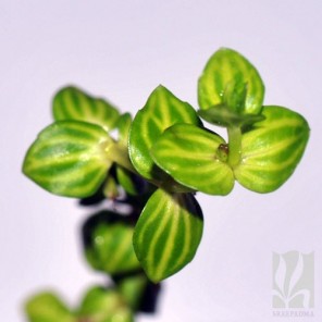 Lindernia rotundifolia - "Variegated"