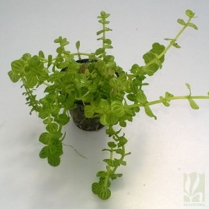 Lindernia rotundifolia - "Variegated"