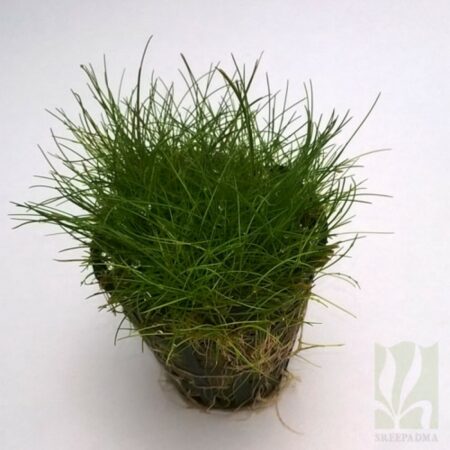 Eleocharis parvula "Japanese"