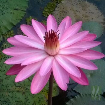 Nymphaea sp. Night Blooming ( Pink)