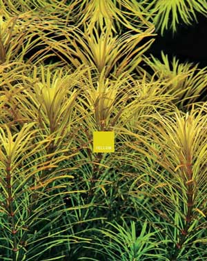 Yellow Color Aquatic Plants