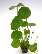 Hydrocotyle verticillata -Pot