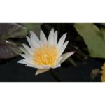 Nymphaea capensis ‘White Flower’ - variegated leaves